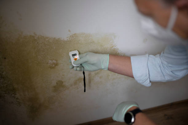 Why You Should Choose Our Mold Remediation Services in Fort Stockton, TX